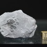 Trilobites Bolaspidella housensis