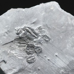 Trilobites Bolaspidella housensis