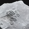 Trilobites Bolaspidella housensis