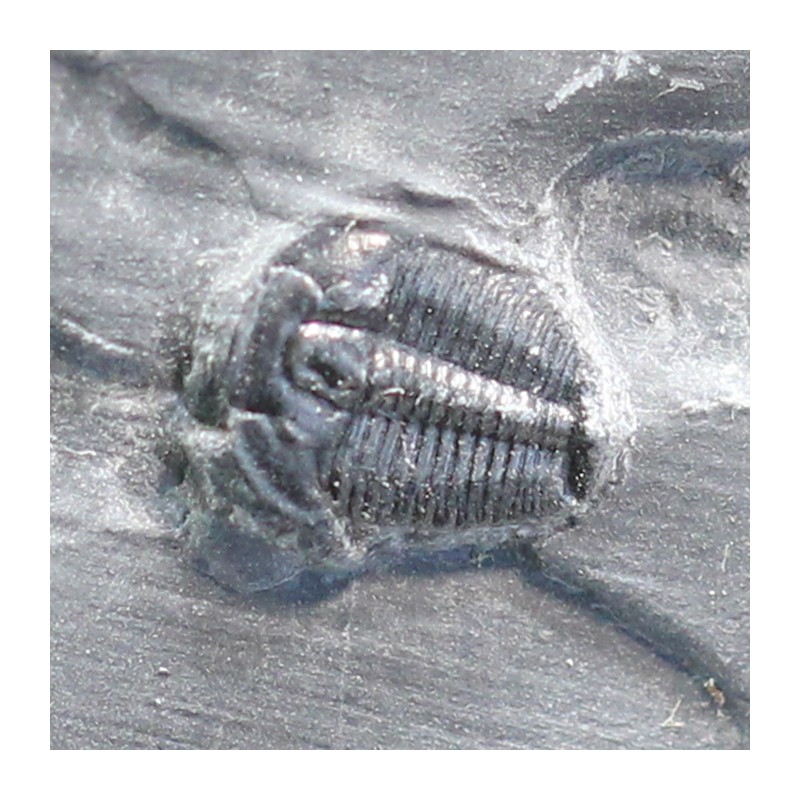 Trilobites Bolaspidella housensis