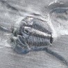 Trilobites Bolaspidella housensis