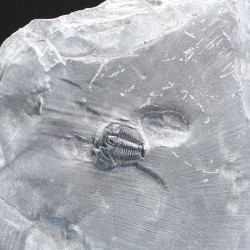Trilobites Bolaspidella housensis