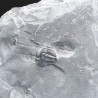 Trilobites Bolaspidella housensis