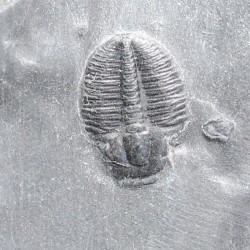 Trilobites Bolaspidella housensis