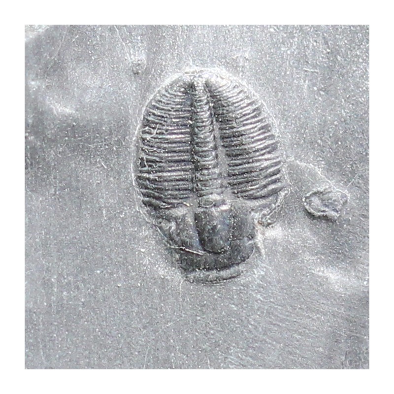 Trilobites Bolaspidella housensis
