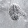 Trilobites Bolaspidella housensis