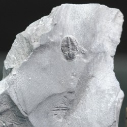 Trilobites Bolaspidella housensis