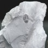 Trilobites Bolaspidella housensis