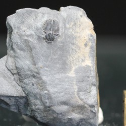 Trilobites Bolaspidella housensis