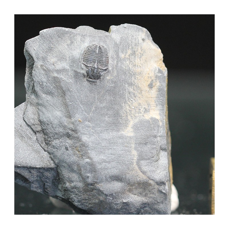 Trilobites Bolaspidella housensis