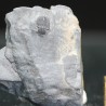 Trilobites Bolaspidella housensis