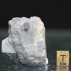 Trilobites Bolaspidella housensis