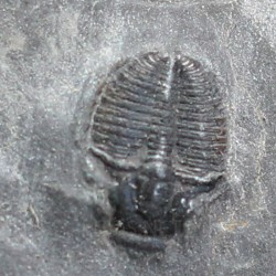 Trilobites Bolaspidella housensis