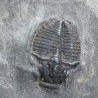Trilobites Bolaspidella housensis