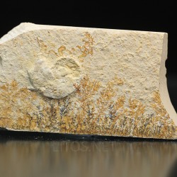 Neochetoceras sp.