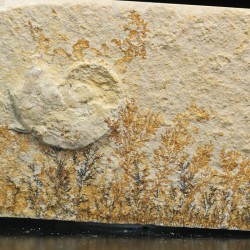 Neochetoceras sp.