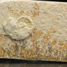 Neochetoceras sp.