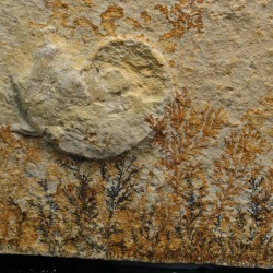 Neochetoceras sp.