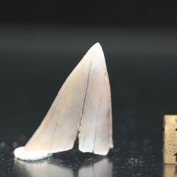 Isurus s.p.