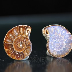 Ammonite fosil cleoniceras
