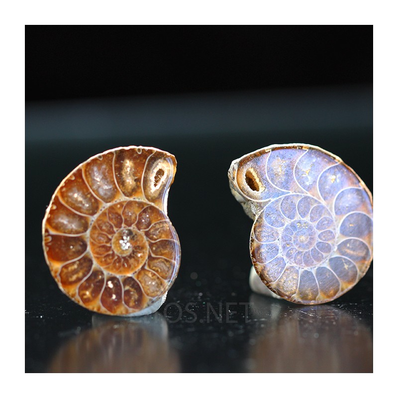 Ammonite fosil cleoniceras