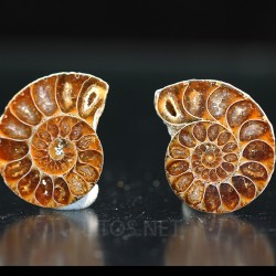 Ammonite fosil cleoniceras