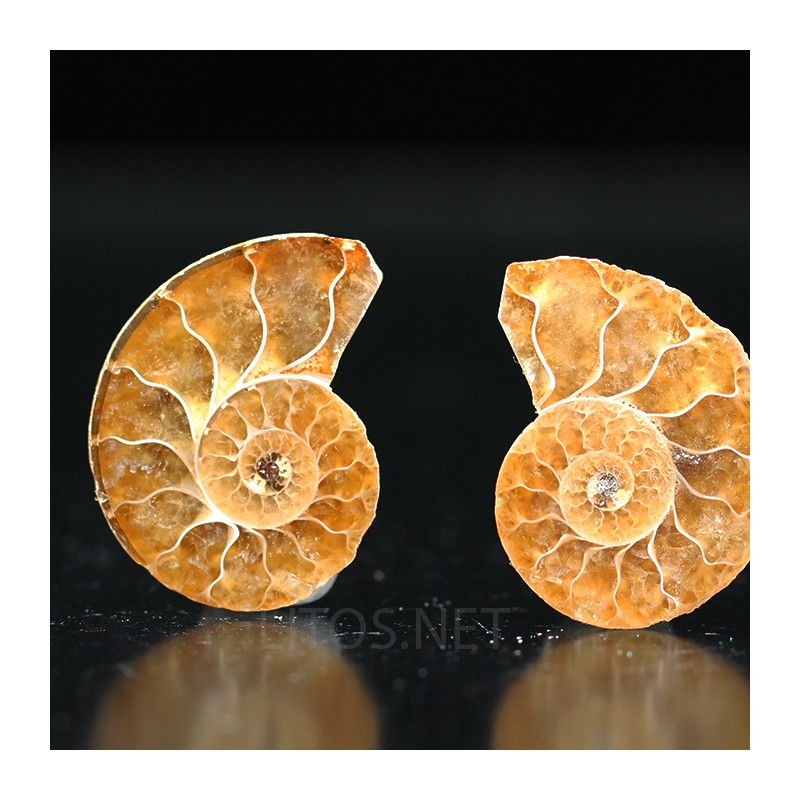 Ammonite fosil cleoniceras