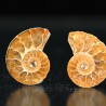 Ammonite fosil cleoniceras