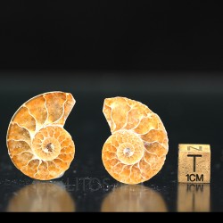 Ammonite fosil cleoniceras