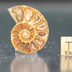 Ammonite fosil cleoniceras