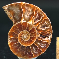 Ammonite fosil cleoniceras