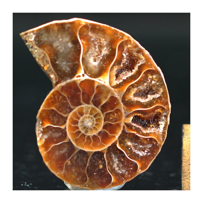 Ammonite fosil cleoniceras
