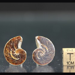 Ammonite
