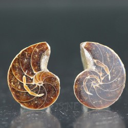 Ammonite