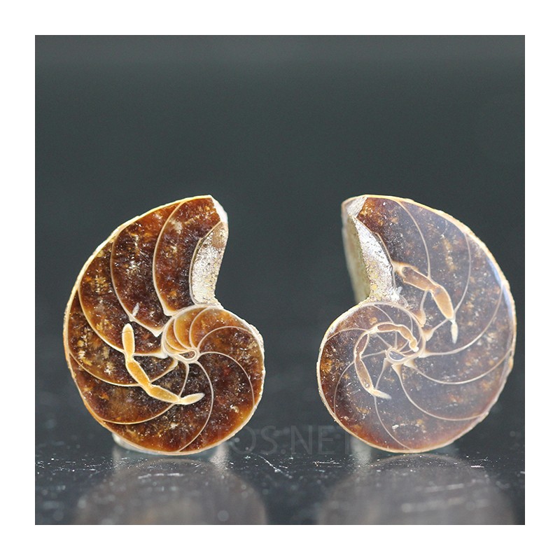 Ammonite