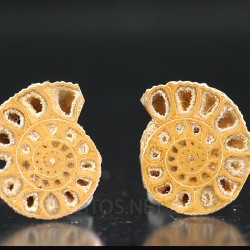 Ammonite perinsphinctes