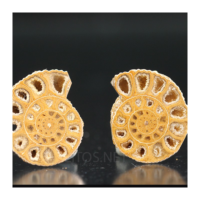 Ammonite perinsphinctes