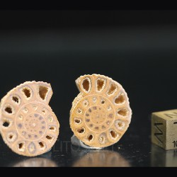 Ammonite perinsphinctes