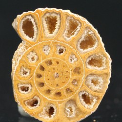 Ammonite perinsphinctes