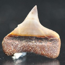 Tiburón Lemon