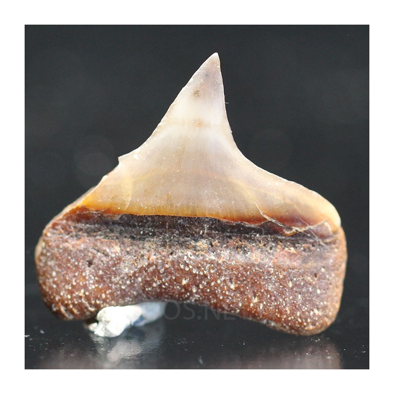 Tiburón Lemon