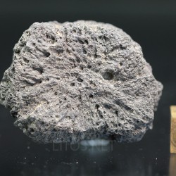 Glyptotherium floridanum