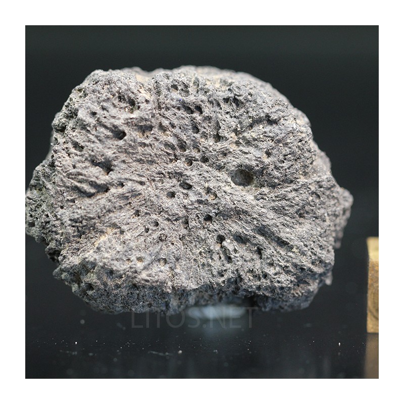 Glyptotherium floridanum
