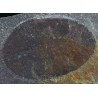 Medusa fósil  Duslia Insignis F623