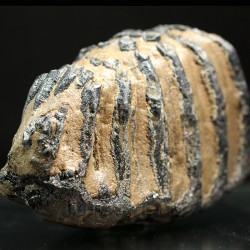 Mammuthus primigenius  Pleistoceno  Pest, Hungría  Mide 13.5 x 10 x 7.5 cm
