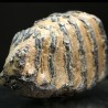 Mammuthus primigenius  Pleistoceno  Pest, Hungría  Mide 13.5 x 10 x 7.5 cm