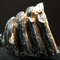 Molar de mamut