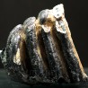 Molar de mamut
