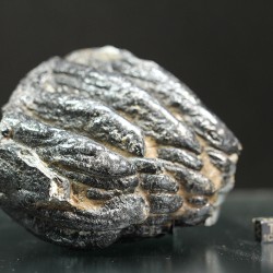 Molar de mamut
