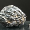Molar de mamut